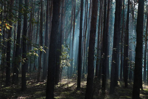 아침에 사이로 이비치는 삼림의 — 스톡 사진
