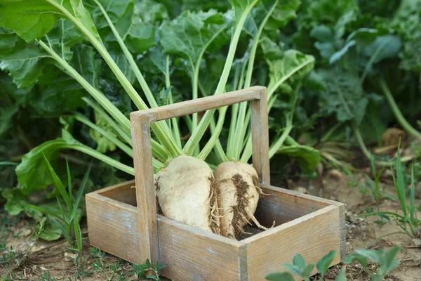 Fresh white beet plants in wooden crate outdoors