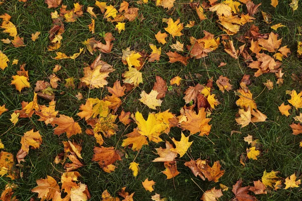 Сухе Листя Зеленій Траві Восени Вигляд Зверху — стокове фото