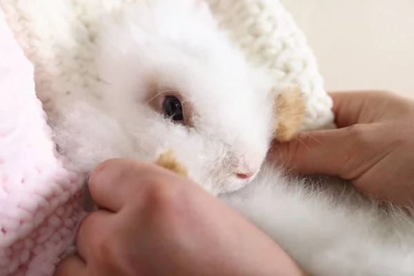 Besitzer Mit Flauschigem Weißen Kaninchen Nahaufnahme Nettes Haustier — Stockfoto