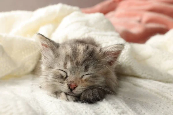 Lindo Gatito Durmiendo Blanco Manta Punto — Foto de Stock