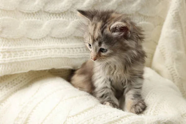 Niedliches Kätzchen Auf Weißer Strickdecke Tierbaby — Stockfoto