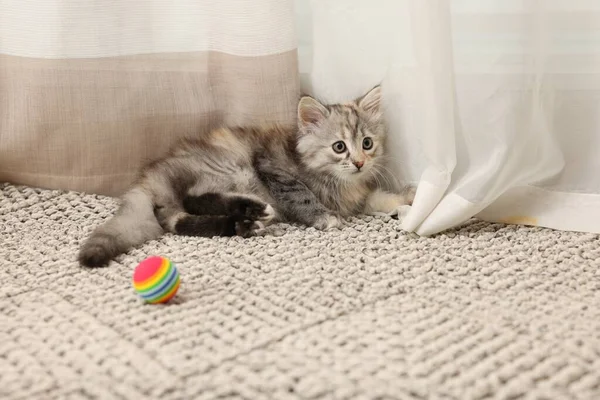 Evde Topu Olan Sevimli Tüylü Kedi Yavrusu — Stok fotoğraf