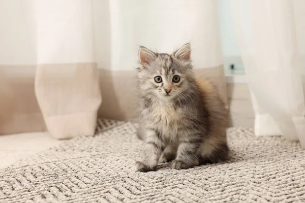 Niedliche Flauschige Kätzchen Hause Tierbaby — Stockfoto