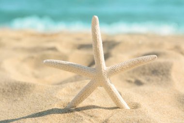 Beautiful starfish on sandy beach near sea, closeup