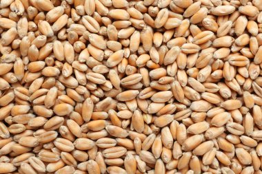 Closeup of wheat grains as background, top view