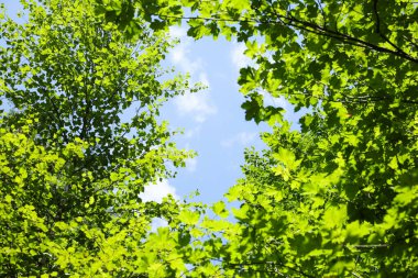 Güneşli günde ormanda güzel ağaçlar