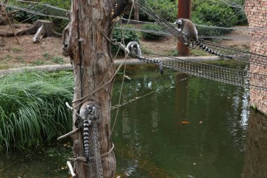 Amersfoort, Hollanda - 20 Ağustos 2022: DierenPark 'taki sevimli lemurlar