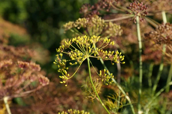 Fresh Green Dill Flower Outdoors Sunny Day Closeup — Stock Photo, Image