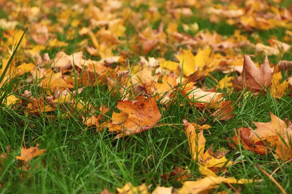 Torra Blad Grönt Gräs Hösten Närbild — Stockfoto