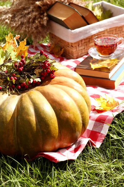 Pumpkin Hawthorn Berries Cup Tea Plaid Outdoors Autumn Atmosphere — Stock Photo, Image