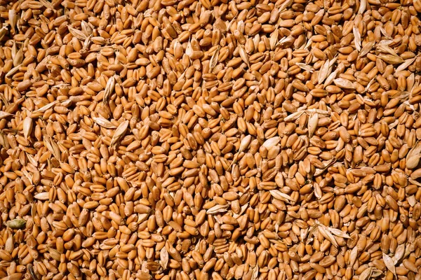 Pile Wheat Grains Background Closeup View — Stock Photo, Image