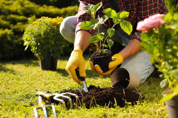 Homem Transplantando Planta Bonita Solo Livre Dia Ensolarado Close Tempo — Fotografia de Stock