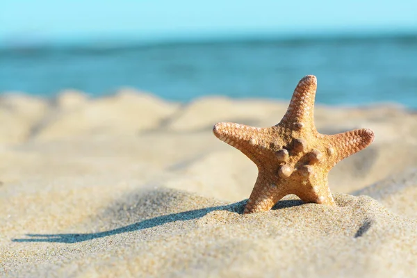 Beautiful Starfish Sandy Beach Sea Closeup Space Text — Stock Photo, Image