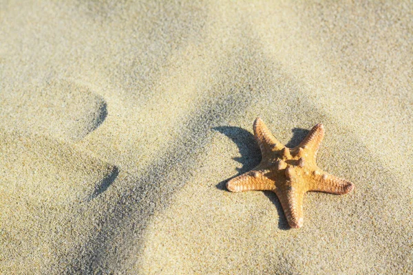 Krásná Hvězdice Písečné Pláži Prostor Pro Text — Stock fotografie