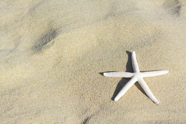 Krásná Hvězdice Písečné Pláži Prostor Pro Text — Stock fotografie