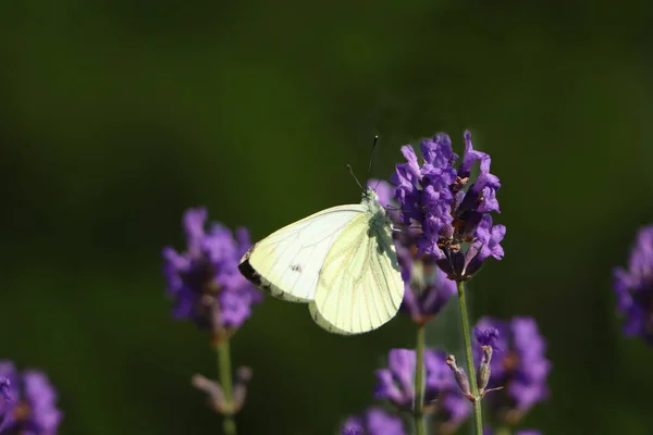 Beautiful Butterfly Lavender Field Sunny Day Closeup — Stockfoto