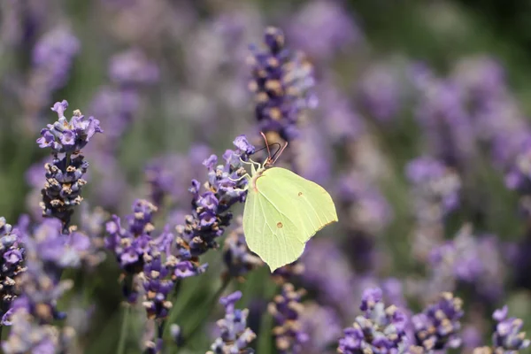 Beautiful Butterfly Lavender Field Sunny Day Closeup — Stockfoto