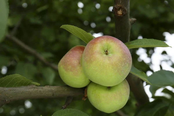 Apples and leaves on tree branch in garden, closeup