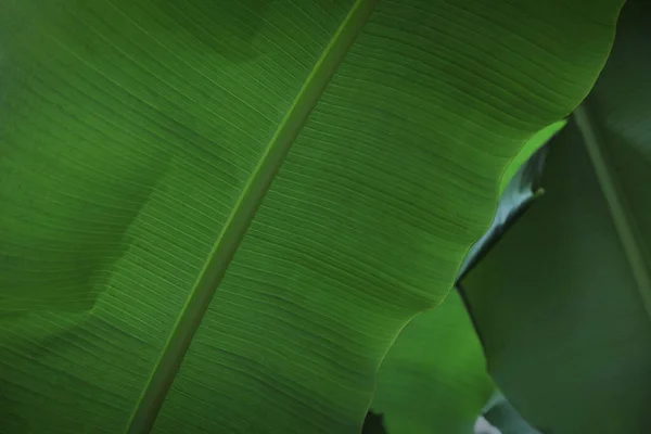 Свіжі Зелені Рослини Банана Ростуть Відкритому Повітрі Крупним Планом Тропічні — стокове фото