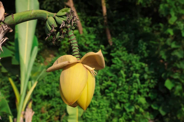 Свіжі Бананові Рослини Ростуть Тропічних Лісах Крупним Планом Простір Тексту — стокове фото