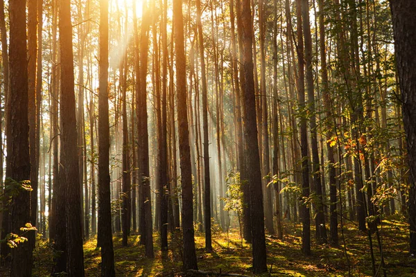 Vista Maestosa Della Foresta Con Raggi Sole Che Splendono Tra — Foto Stock