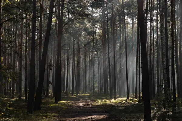 Величний Вид Ліс Сонячними Променями Світяться Крізь Дерева Вранці — стокове фото