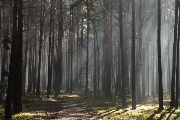 Vista Majestosa Floresta Com Raios Sol Brilhando Através Árvores Manhã — Fotografia de Stock