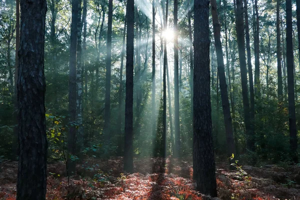 Vue Majestueuse Sur Forêt Avec Des Rayons Soleil Qui Brillent — Photo
