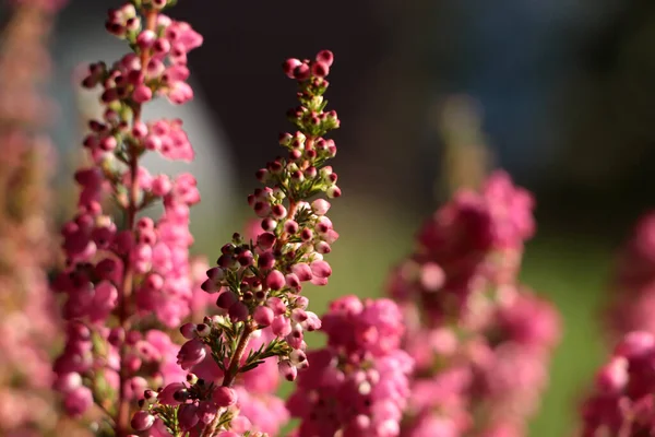 Heather Shrub Blooming Flowers Outdoors Sunny Day Closeup Space Text — Stock Photo, Image
