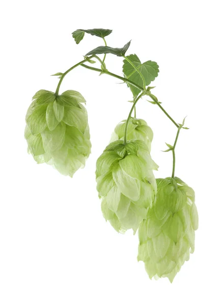 Branch with fresh green hops and leaves on white background