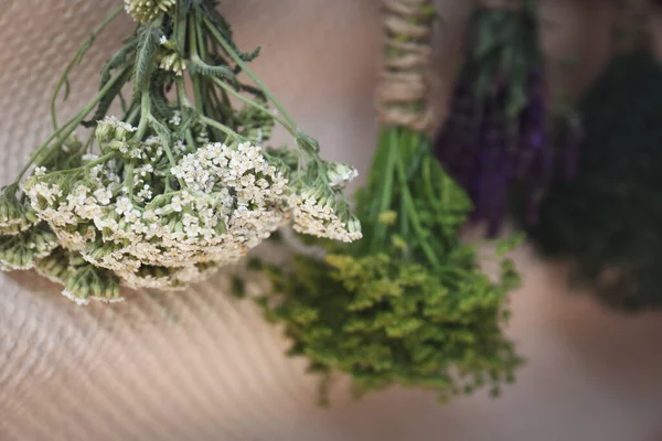 Sträuße Von Verschiedenen Schönen Getrockneten Blumen Hängen Der Nähe Beige — Stockfoto