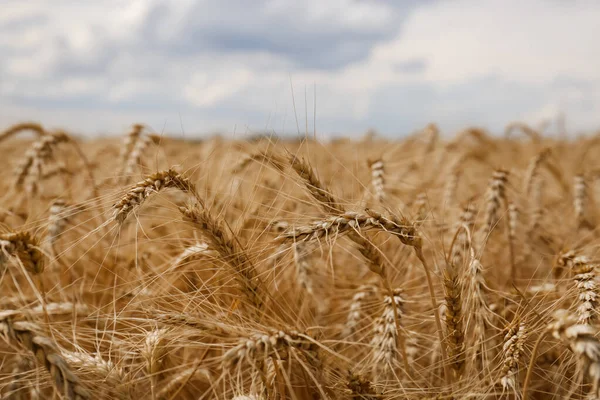 Espigas Trigo Maduro Campo Agrícola Primer Plano —  Fotos de Stock