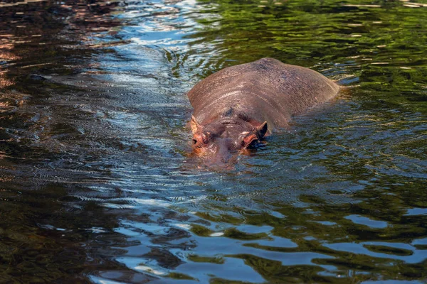 Μεγάλος Ιπποπόταμος Κολυμπά Στη Λίμνη Στο Ζωολογικό Κήπο Την Ηλιόλουστη — Φωτογραφία Αρχείου