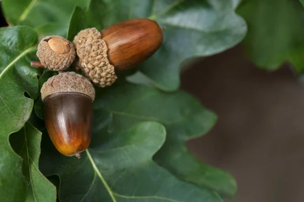 Oak Branch Acorns Green Leaves Outdoors Closeup Space Text — Stock Photo, Image