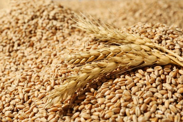 Ears Wheat Grains Closeup Cereal Plant — Stock Fotó