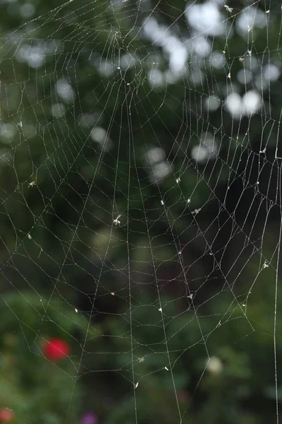 Vue Rapprochée Toile Araignée Avec Gouttes Rosée Extérieur — Photo