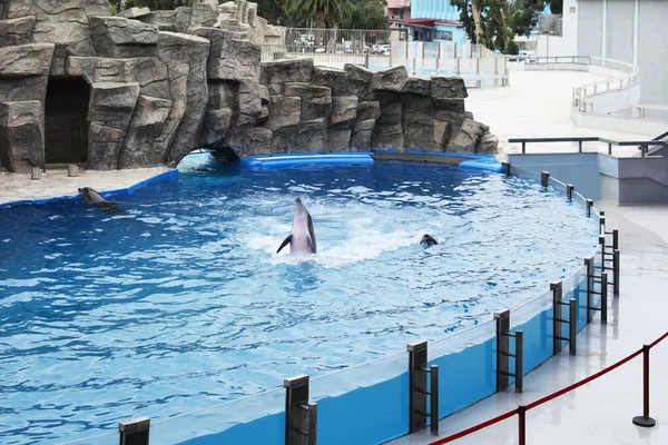 Delfiner Simmar Poolen Marina Däggdjursparken — Stockfoto