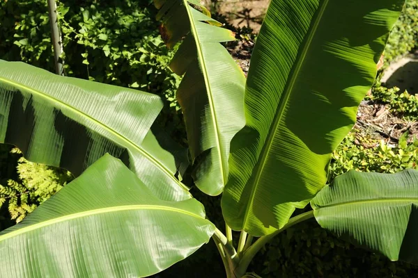 Banana Árvore Com Exuberante Folhas Verdes Livre Close — Fotografia de Stock