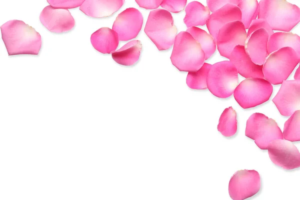 Many Pink Rose Petals White Background Top View —  Fotos de Stock