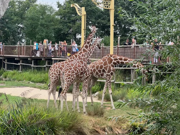 Rotterdam Holandia Sierpnia 2022 Grupa Pięknych Żyraf Ogrodach Zoologicznych — Zdjęcie stockowe