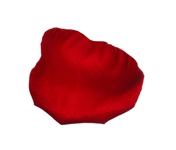 Red Rose Flower Petal White Background — Stock Photo, Image