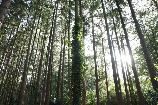 Прекрасний Вид Зелені Дерева Лісі — стокове фото