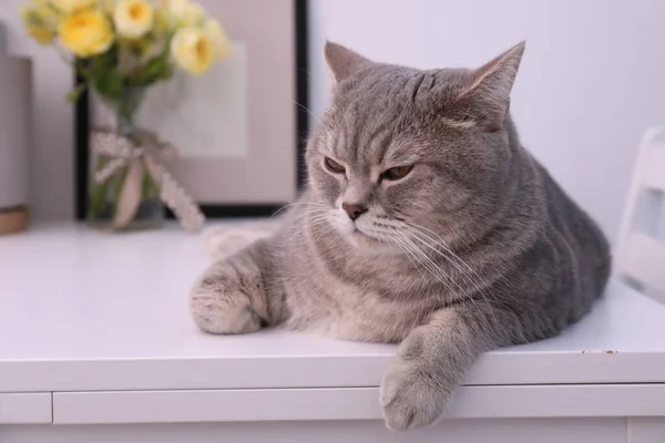 Bonito Gato Escocês Linha Reta Deitado Mesa Branca Casa — Fotografia de Stock