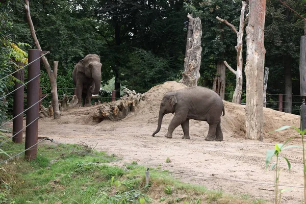 Pair Adorable Elephants Walking Zoological Garden — Stock Photo, Image