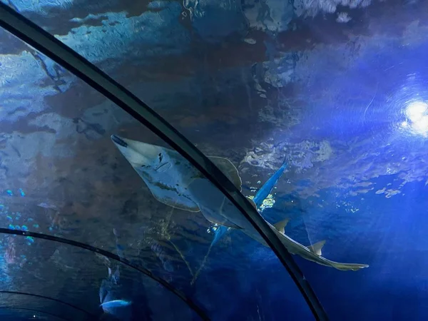 Hermosa Guitarra Tropical Nadando Acuario Limpio — Foto de Stock