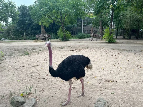 動物園の囲いの中の美しい黒いアフリカのダチョウとシマウマ — ストック写真