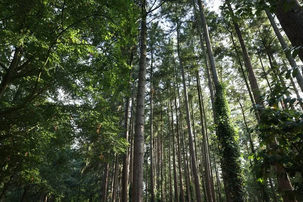 Bellissimi Alberi Verdi Nella Foresta Vista Basso Angolo — Foto Stock