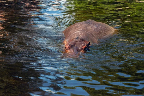 Big Hippopotamus Swimming Pond Zoo Sunny Day Royalty Free Stock Photos