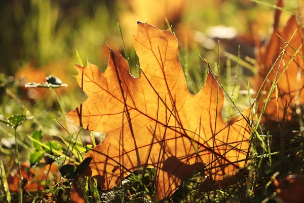 Vackra Fallna Löv Bland Grönt Gräs Utomhus Solig Höstdag Närbild — Stockfoto